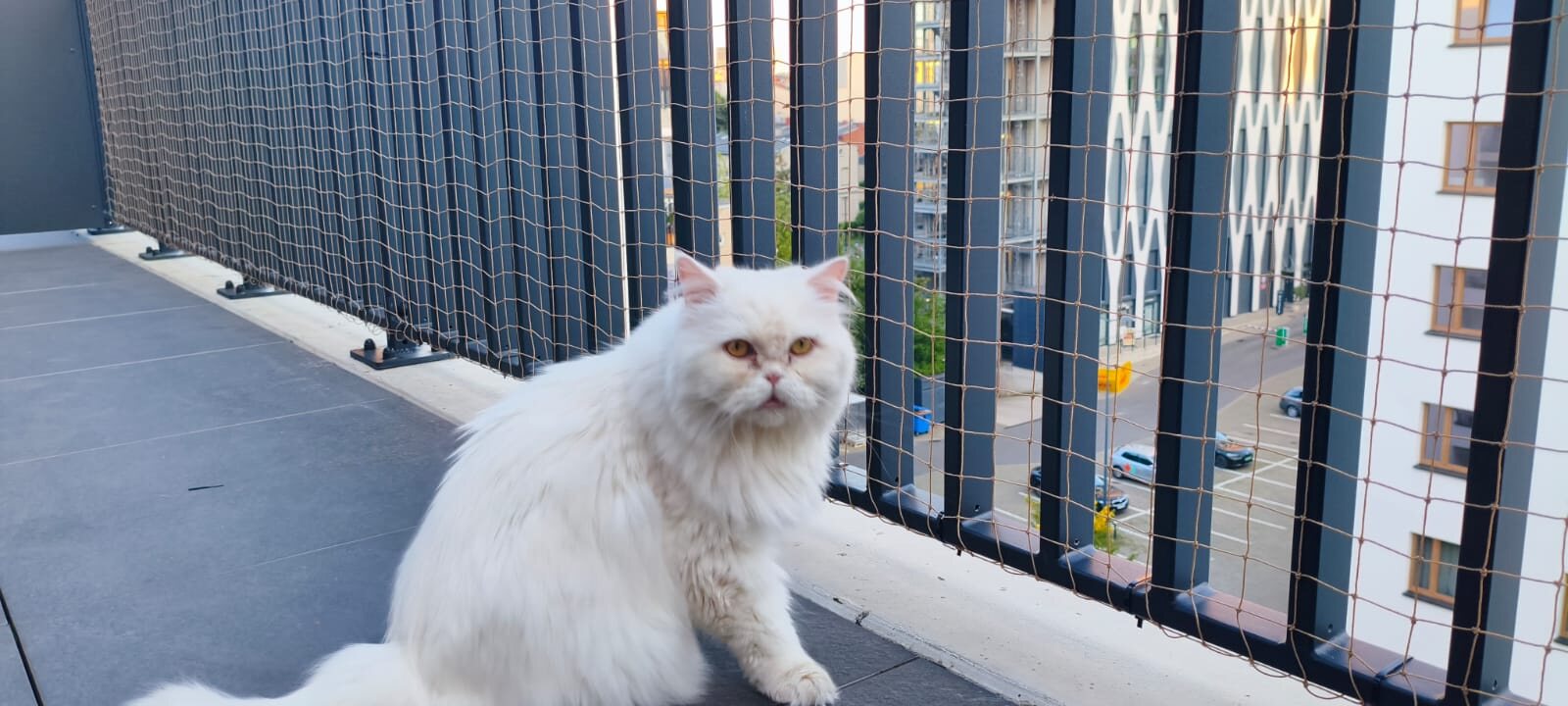 Siatka na balkon dla kota zamontowana w Warszawie